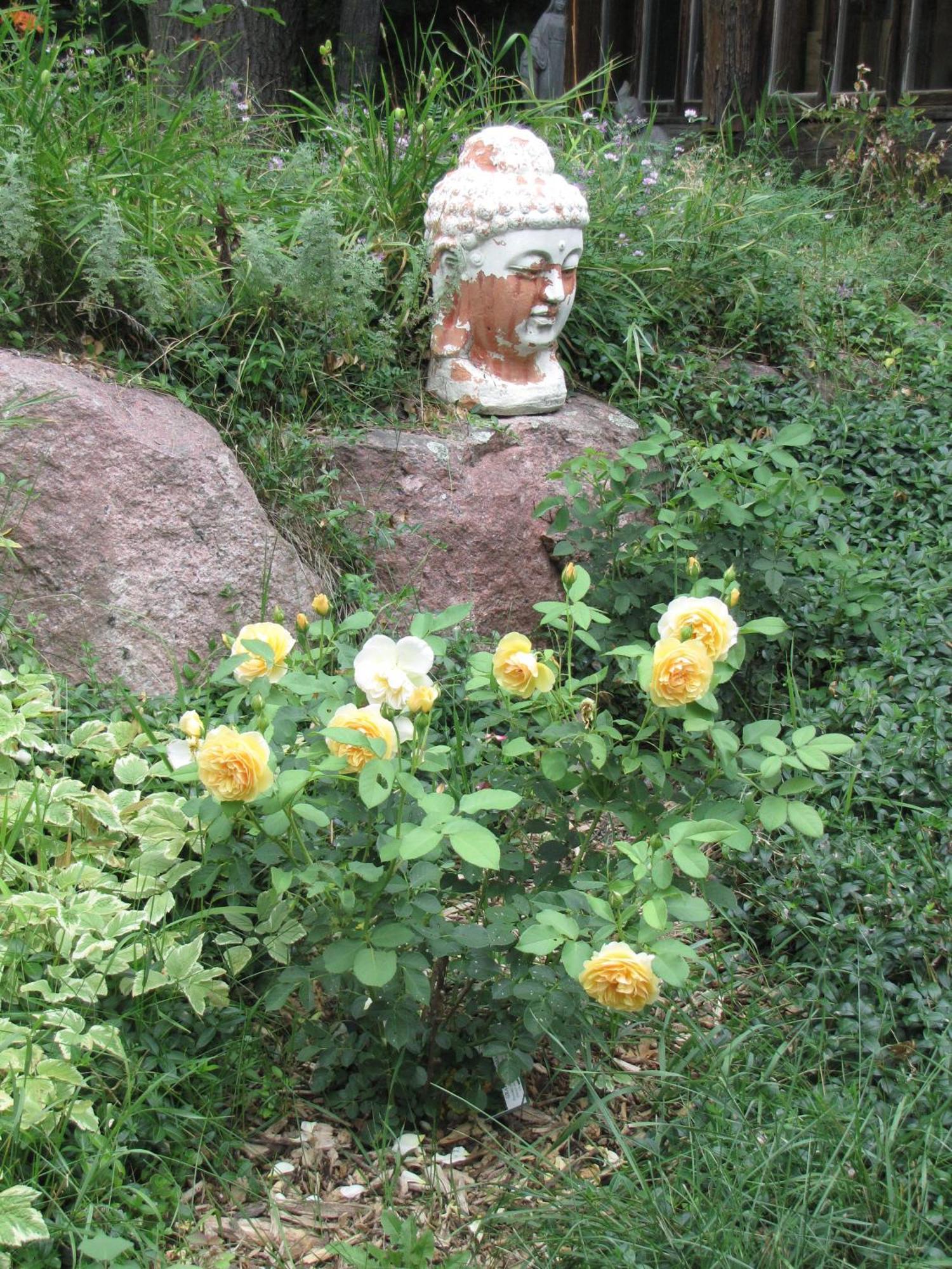 Bed & Breakfast Shambhala Buckhorn